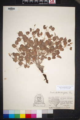 Oxalis dichondrifolia image