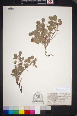 Oxalis dichondrifolia image