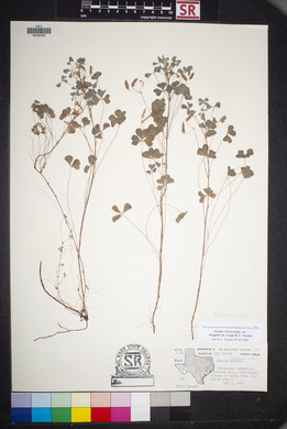 Oxalis albicans subsp. albicans image