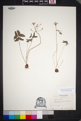 Oxalis drummondii image