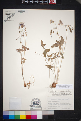 Oxalis drummondii image