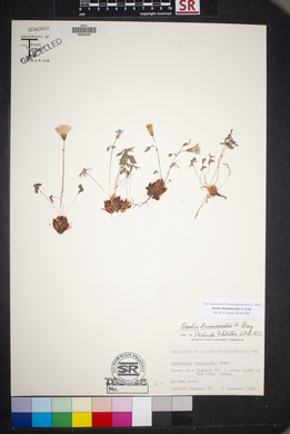 Oxalis drummondii image