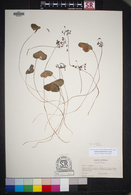 Oxalis drummondii image