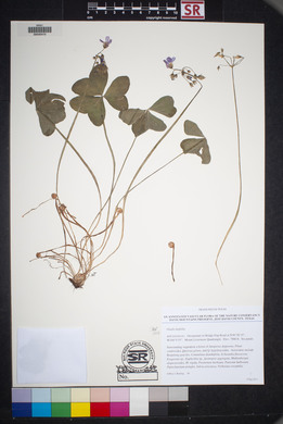 Oxalis latifolia image