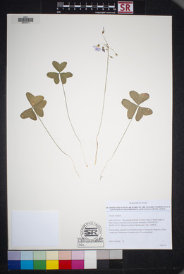 Oxalis latifolia image