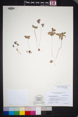 Oxalis drummondii image