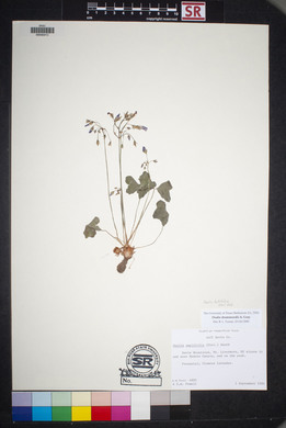 Oxalis drummondii image