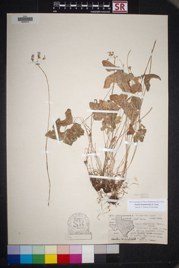 Oxalis drummondii image