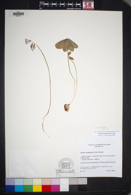 Oxalis drummondii image