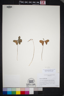 Oxalis drummondii image