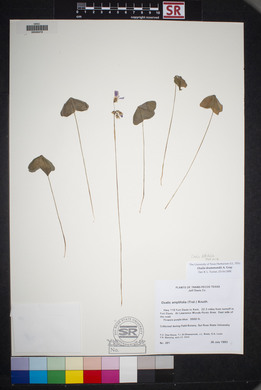 Oxalis drummondii image