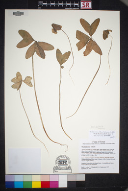 Oxalis drummondii image