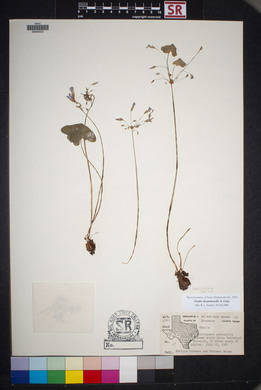 Oxalis drummondii image