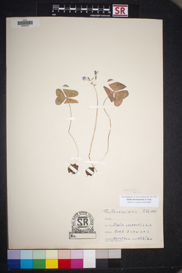 Oxalis drummondii image