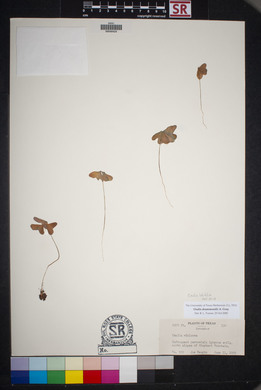 Oxalis drummondii image