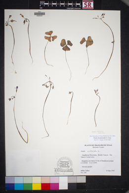 Oxalis drummondii image