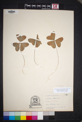 Oxalis drummondii image