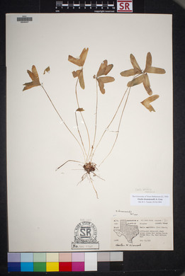 Oxalis drummondii image