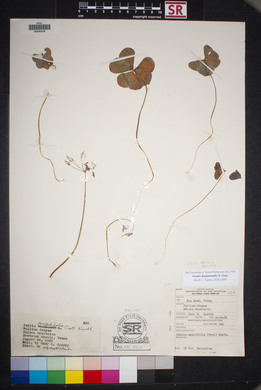 Oxalis drummondii image