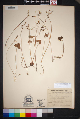 Oxalis drummondii image