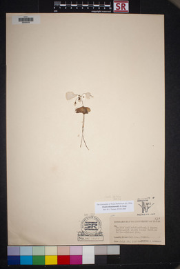 Oxalis drummondii image