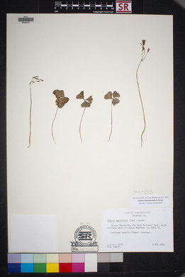 Oxalis drummondii image