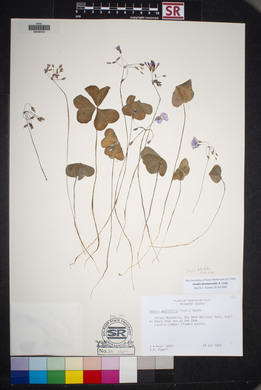 Oxalis drummondii image