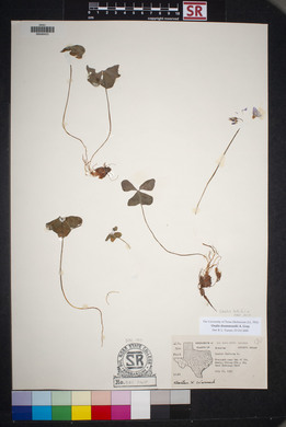 Oxalis drummondii image