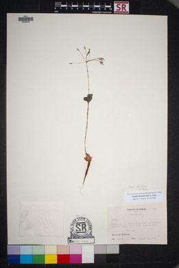 Oxalis drummondii image