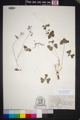 Oxalis drummondii image