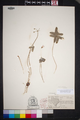 Oxalis drummondii image