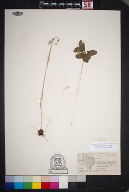 Oxalis drummondii image