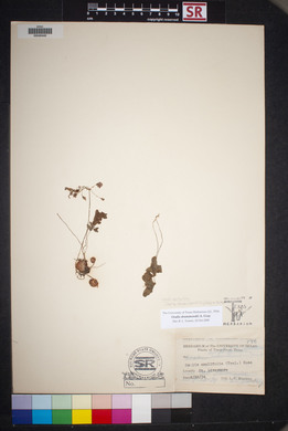 Oxalis drummondii image