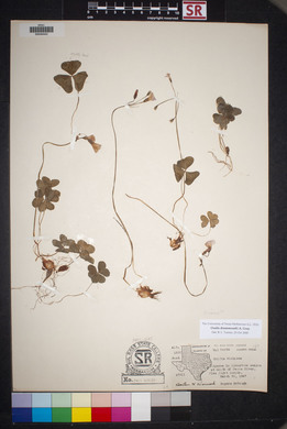 Oxalis drummondii image