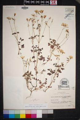 Oxalis priceae subsp. texana image