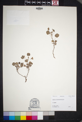 Oxalis dichondrifolia image