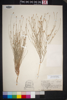 Linum aristatum image