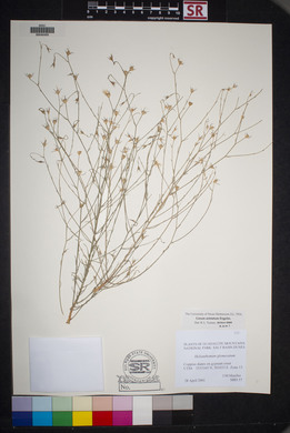 Linum aristatum image