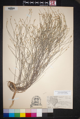 Linum aristatum image