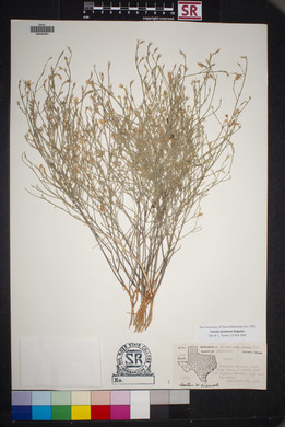 Linum aristatum image