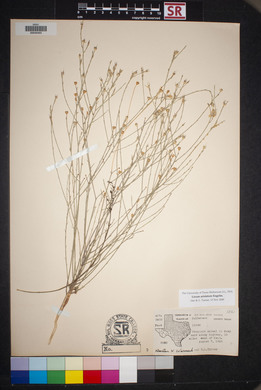 Linum aristatum image