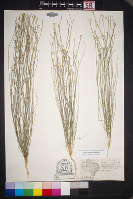 Linum aristatum image