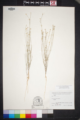 Linum aristatum image