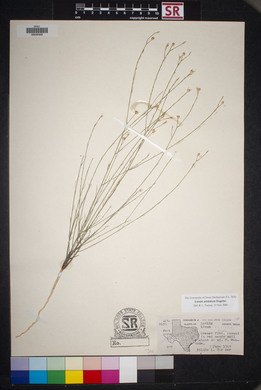 Linum aristatum image