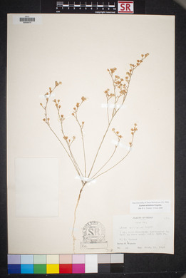 Linum aristatum image