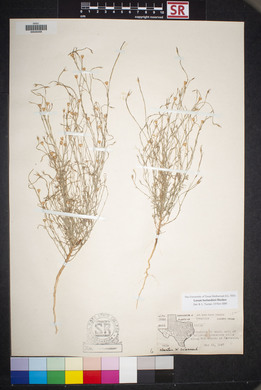 Linum berlandieri image