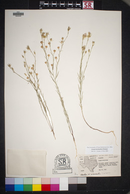 Linum berlandieri image