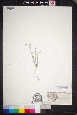 Linum berlandieri image