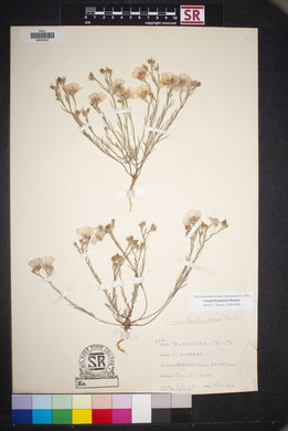 Linum berlandieri image