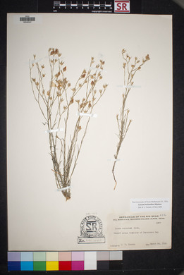 Linum berlandieri image